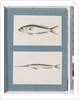 Page 9. Unidentified fish. 10. Unidentified fish by Unknown artist