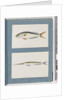 Page 9. Unidentified fish. 10. Unidentified fish by Unknown artist