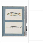 Page 9. Unidentified fish. 10. Unidentified fish by Unknown artist