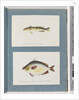 Page 13. Unidentified fish. 14. Unidentified fish by Unknown artist