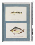 Page 13. Unidentified fish. 14. Unidentified fish by Unknown artist