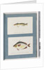 Page 13. Unidentified fish. 14. Unidentified fish by Unknown artist