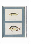 Page 13. Unidentified fish. 14. Unidentified fish by Unknown artist