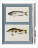 Page 18. Unidentified fish.19. Unidentified fish by Unknown artist