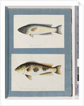 Page 18. Unidentified fish.19. Unidentified fish by Unknown artist