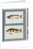 Page 18. Unidentified fish.19. Unidentified fish by Unknown artist