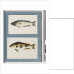 Page 18. Unidentified fish.19. Unidentified fish by Unknown artist