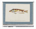 Page 22. Unidentified fish by Unknown artist
