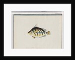 Page 23. Unidentified fish by Unknown artist