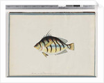 Page 23. Unidentified fish by Unknown artist