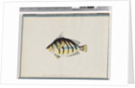 Page 23. Unidentified fish by Unknown artist