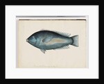 Page 26. Unidentified fish by Unknown artist