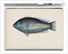 Page 26. Unidentified fish by Unknown artist
