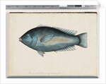Page 26. Unidentified fish by Unknown artist