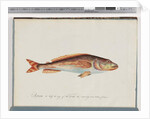 Page 29. Unidentified fish by Unknown artist