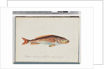 Page 29. Unidentified fish by Unknown artist