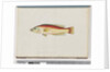 Page 31. Unidentified fish by Unknown artist