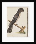 Page 33. Tawny Frogmouth. Gracile Goatsucker by Unknown artist