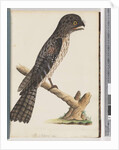 Page 33. Tawny Frogmouth. Gracile Goatsucker by Unknown artist