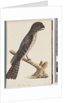 Page 33. Tawny Frogmouth. Gracile Goatsucker by Unknown artist