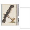 Page 33. Tawny Frogmouth. Gracile Goatsucker by Unknown artist
