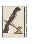 Page 33. Tawny Frogmouth. Gracile Goatsucker by Unknown artist