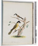 Page 37. 1. Unidentified bird. Agile Honeyeater. Black-Headed Creeper. 2. Unidentified bird. Lanius flavigaster. Yellow-bellied Shrike by Unknown artist