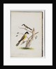 Page 37. 1. Unidentified bird. Agile Honeyeater. Black-Headed Creeper. 2. Unidentified bird. Lanius flavigaster. Yellow-bellied Shrike by Unknown artist