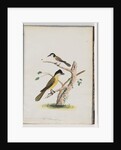 Page 37. 1. Unidentified bird. Agile Honeyeater. Black-Headed Creeper. 2. Unidentified bird. Lanius flavigaster. Yellow-bellied Shrike by Unknown artist