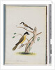 Page 37. 1. Unidentified bird. Agile Honeyeater. Black-Headed Creeper. 2. Unidentified bird. Lanius flavigaster. Yellow-bellied Shrike by Unknown artist