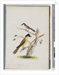 Page 37. 1. Unidentified bird. Agile Honeyeater. Black-Headed Creeper. 2. Unidentified bird. Lanius flavigaster. Yellow-bellied Shrike by Unknown artist