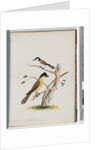 Page 37. 1. Unidentified bird. Agile Honeyeater. Black-Headed Creeper. 2. Unidentified bird. Lanius flavigaster. Yellow-bellied Shrike by Unknown artist