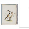 Page 37. 1. Unidentified bird. Agile Honeyeater. Black-Headed Creeper. 2. Unidentified bird. Lanius flavigaster. Yellow-bellied Shrike by Unknown artist