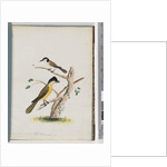 Page 37. 1. Unidentified bird. Agile Honeyeater. Black-Headed Creeper. 2. Unidentified bird. Lanius flavigaster. Yellow-bellied Shrike by Unknown artist