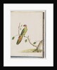 Page 41. Musk Lorikeet by Unknown artist