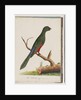 Page 43. King Parrot. Scarlet & Green by Unknown artist