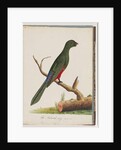 Page 43. King Parrot. Scarlet & Green by Unknown artist