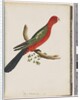 Page 44. King Parrot by Unknown artist