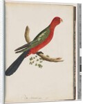 Page 44. King Parrot by Unknown artist