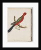 Page 44. King Parrot by Unknown artist