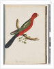 Page 44. King Parrot by Unknown artist