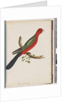 Page 44. King Parrot by Unknown artist
