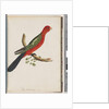 Page 44. King Parrot by Unknown artist