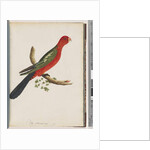 Page 44. King Parrot by Unknown artist