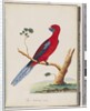 Page 46. Crimson Rosella. Pennantian Parrot by Unknown artist
