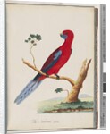 Page 46. Crimson Rosella. Pennantian Parrot by Unknown artist
