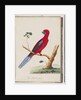 Page 46. Crimson Rosella. Pennantian Parrot by Unknown artist