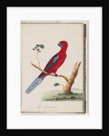 Page 46. Crimson Rosella. Pennantian Parrot by Unknown artist