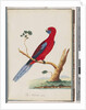 Page 46. Crimson Rosella. Pennantian Parrot by Unknown artist