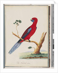 Page 46. Crimson Rosella. Pennantian Parrot by Unknown artist
